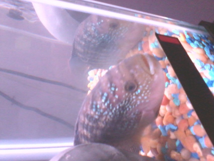 Rated #1464: Freshwater Fish - Nandopsis Octofasciatum - Jack Dempsey Stocking In 55 Gallons Tank - close up