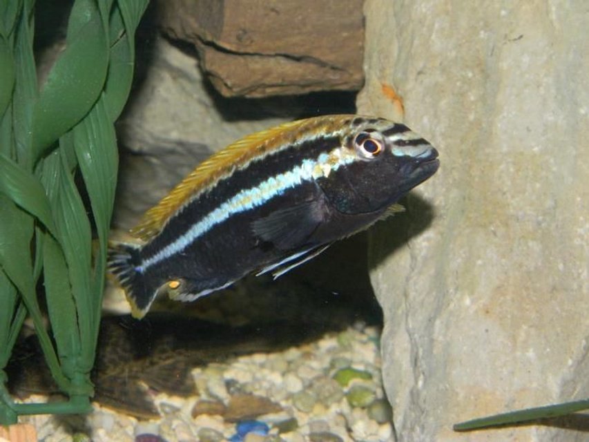 Rated #716: Freshwater Fish - Melanochromis Auratus - Auratus Cichlid Stocking In 55 Gallons Tank - Cool looking guy. For you
Pittsburgh Steeler fans!