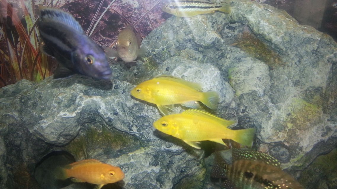 Rated #715: Freshwater Fish - Neolamprologus Leleupi - Orange Leleupi Cichlid Stocking In 50 Gallons Tank - My Fish