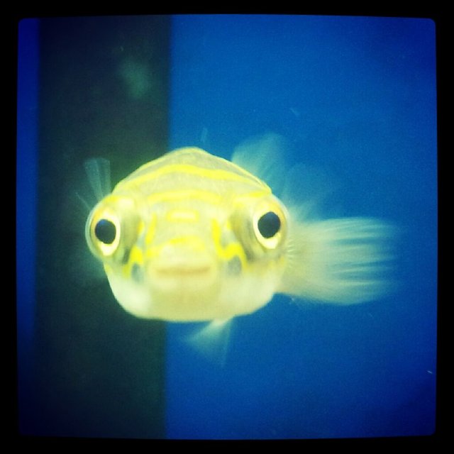 Rated #350: Freshwater Fish - Tetraodon Biocellatus - Figure 8 Puffer - Well, technically its a brackish fish.... So not sure where to put this. 
Figure Eight Puffer Fish.