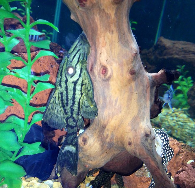 Rated #1035: Freshwater Fish - Panaque Nigrolineatus L-191 - Royal Pleco Stocking In 75 Gallons Tank - Royal pleco