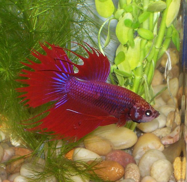 Rated #1320: Freshwater Fish - Betta Splendens - Crown Tail Betta Stocking In 30 Gallons Tank - this is another one  of my bettas