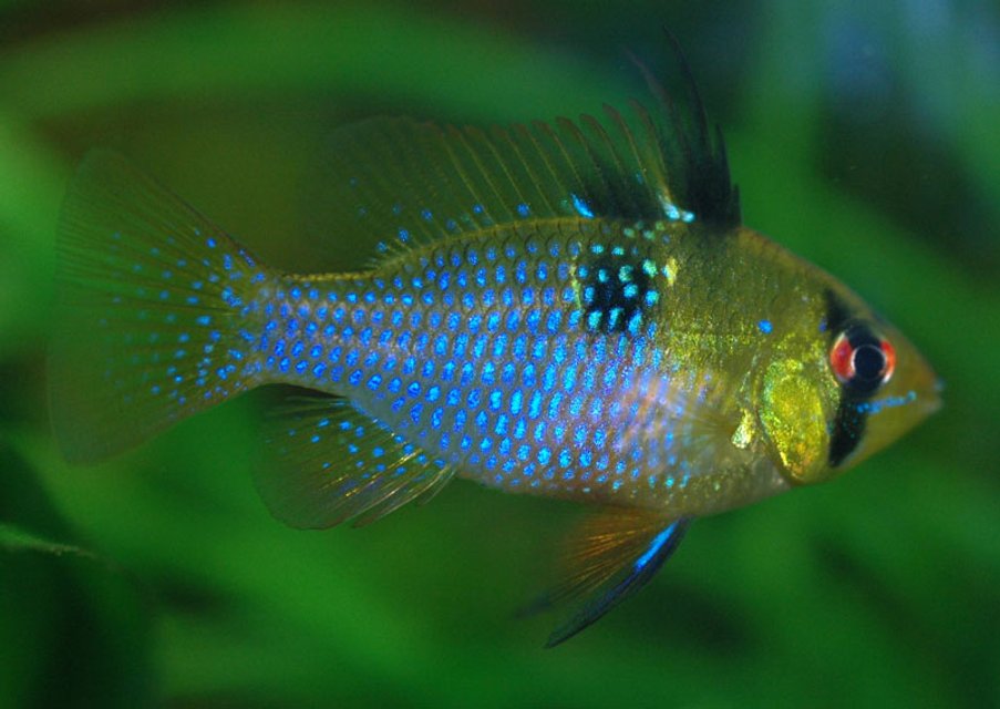 Rated #863: Freshwater Fish - Papiliochromis Ramirezi - German Blue Ram Stocking In 250 Gallons Tank - Microgeophagus ramirezi female