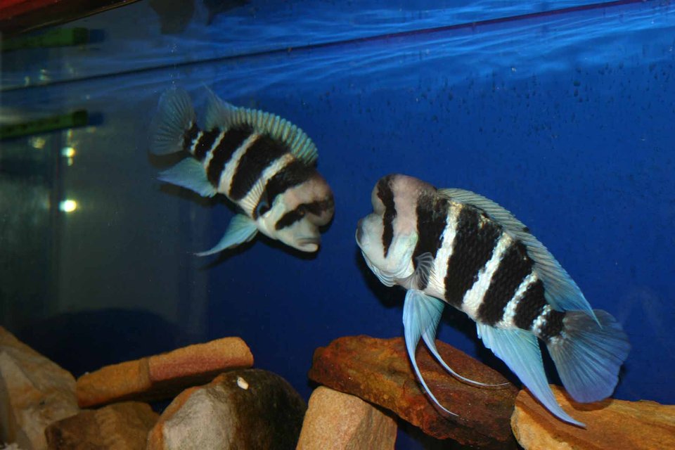 Rated #812: Freshwater Fish - Cyphotilapia Frontosa - Frontosa Cichlid Stocking In 80 Gallons Tank - Frontosa Burundi Pair