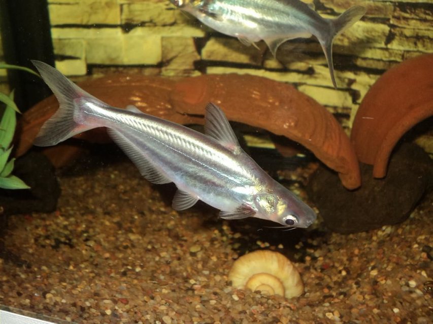 Rated #384: Freshwater Fish - Pangasius Hypophthalmus - Iridescent Shark Stocking In 75 Gallons Tank - Iridescent Shark Catfish
