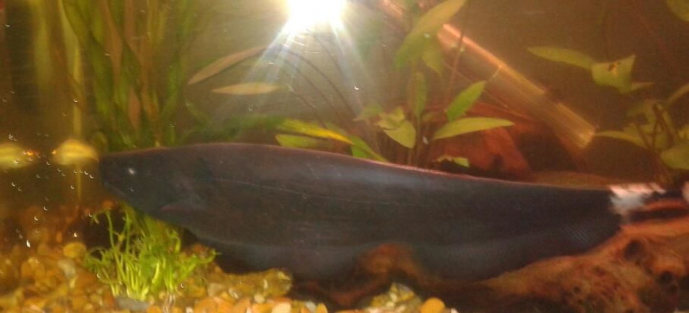 Rated #777: Freshwater Fish - Apteronotus Albifrons - Black Ghost Knifefish Stocking In 10 Gallons Tank - My Black Ghost Knifefish. 
He,s around 8- 11 inches long.
one of my favourites.