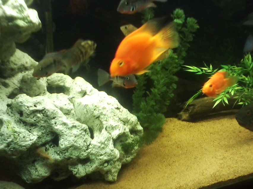 Rated #1636: Freshwater Fish - Heros Severus X Amphilophus Citrinellum - Blood Parrot Stocking In 135 Gallons Tank - BLOOD PARROTS BLUE ARCARA FIREMOUTH