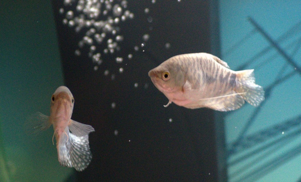 Rated #1291: Freshwater Fish - Trichogaster Trichopterus - Blue Gourami Stocking In 20 Gallons Tank - Two of my gourami fish, enjoying a swim.