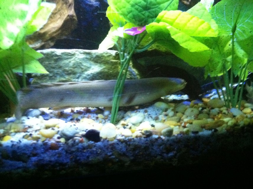 Rated #1658: Freshwater Fish - Polypterus Bichir - Bichir Stocking In 100 Gallons Tank - Bichir