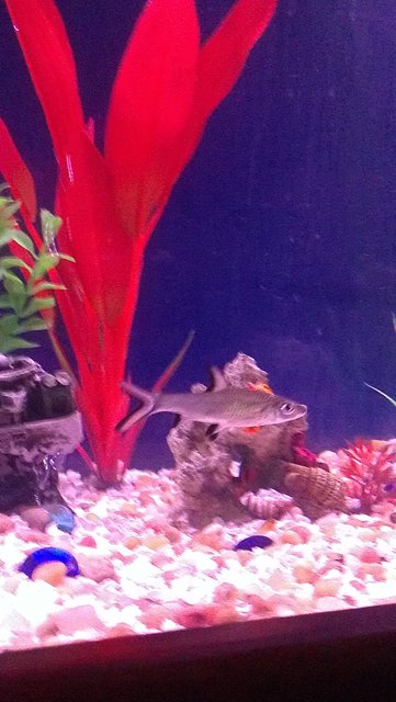 Rated #1687: Freshwater Fish - Balantiocheilus Melanopterus - Bala Shark Stocking In 135 Gallons Tank - I have 3 bala sharks. I want to get like 3 more.