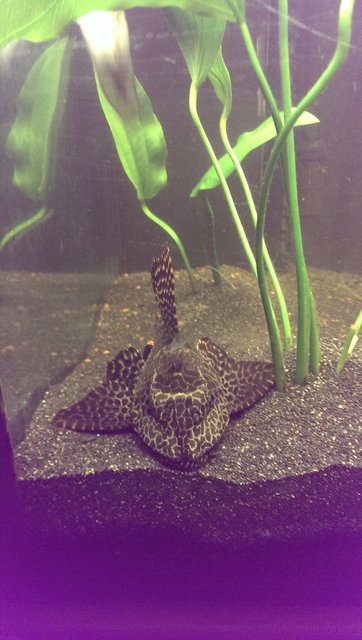 Rated #962: Freshwater Fish - Glyptoperichthys Gibbiceps - Sailfin Pleco (l-83) Stocking In 125 Gallons Tank - Foot long sailfin pleco