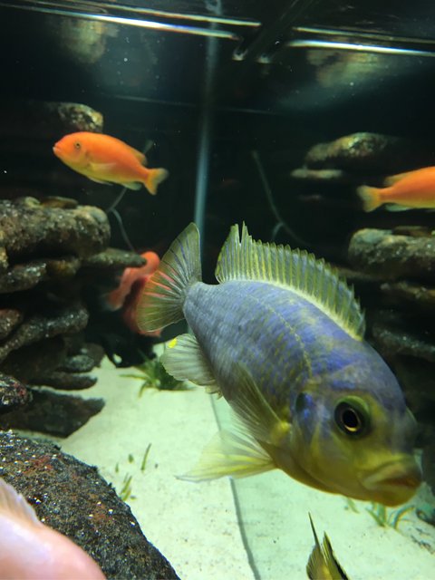 Rated #294: Freshwater Fish Stocking In 75 Gallons Tank - Mbuna