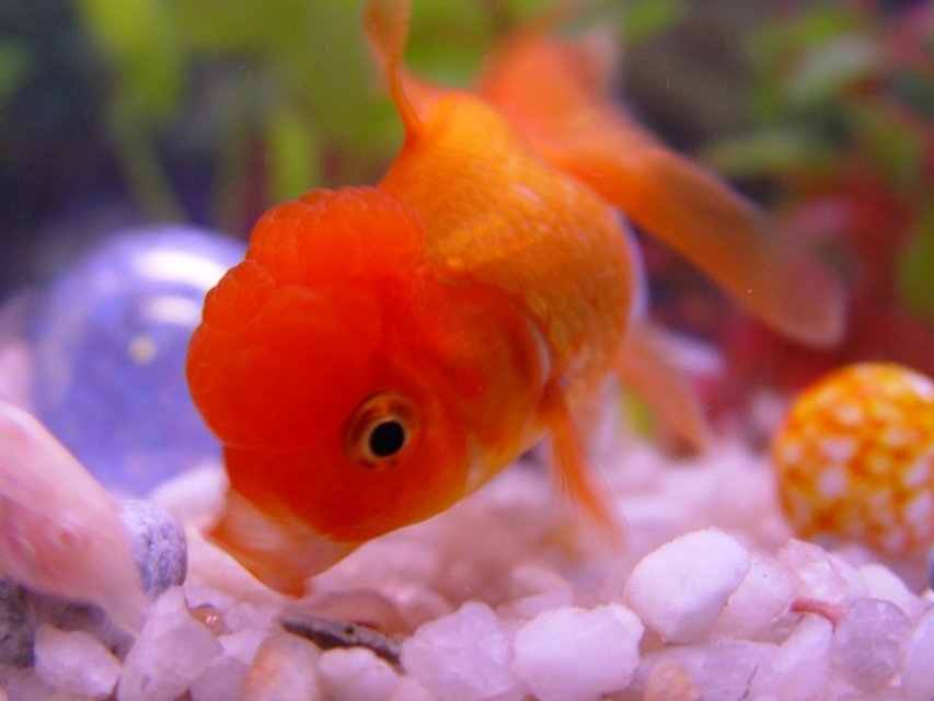 Rated #1910: Freshwater Fish - Carassius Auratus - Red Oranda Goldfish Stocking In 20 Gallons Tank - This is our orange oranda "UT" (we live in TN and he is orange!). 
UT says "this food is yummy...even if it is for bottomfeeders"