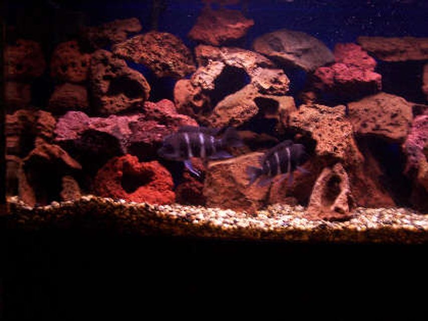 Rated #2057: Freshwater Fish - Cyphotilapia Frontosa - Frontosa Cichlid Stocking In 180 Gallons Tank - two frontosa about 6" and 5" part of the 7 adults in this tank, they have succesfully spawned once already and Im hoping for more!