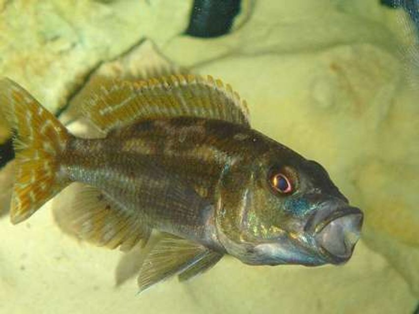 Rated #1207: Freshwater Fish - Herotilapia Multispinosa - Rainbow Cichlid Stocking In 55 Gallons Tank - SLEEPPY TOWN!!!