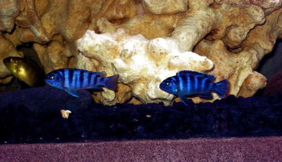 Rated #1116: Freshwater Fish - Pseudotropheus Demasoni - Demasoni Cichlid Stocking In 32767 Gallons Tank - Deep Blue