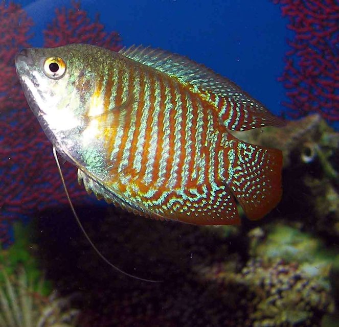 Rated #799: Freshwater Fish - Colisa Lalia - Dwarf Gourami Stocking In 55 Gallons Tank - gourami