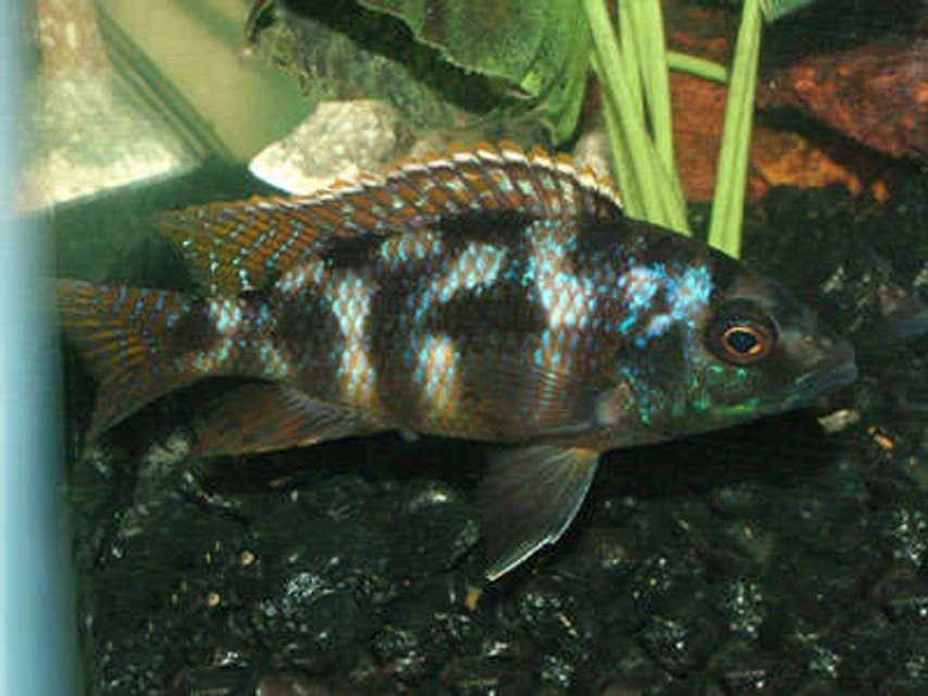 Rated #864: Freshwater Fish - Cheilochromis Euchilus - Big-lipped Cichlid Stocking In 55 Gallons Tank - My name is Punk and Im a Big Lipped Cichlid. I got my name because I will punk you and have been the ill fate to many an unwanted rival so stay out of my way or else.