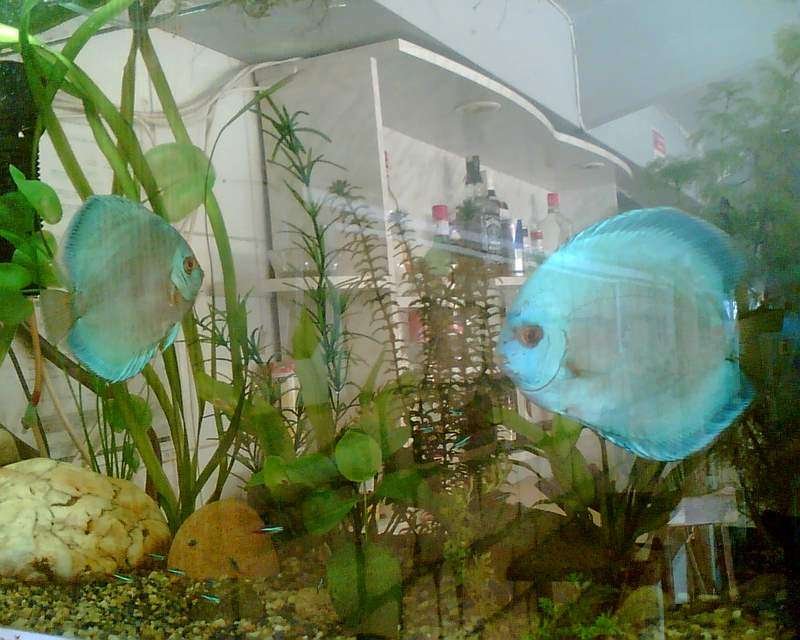 Rated #1449: Freshwater Fish - Symphysodon Sp. - Blue Diamond Discus Stocking In 120 Gallons Tank - Blue Daimond Pair