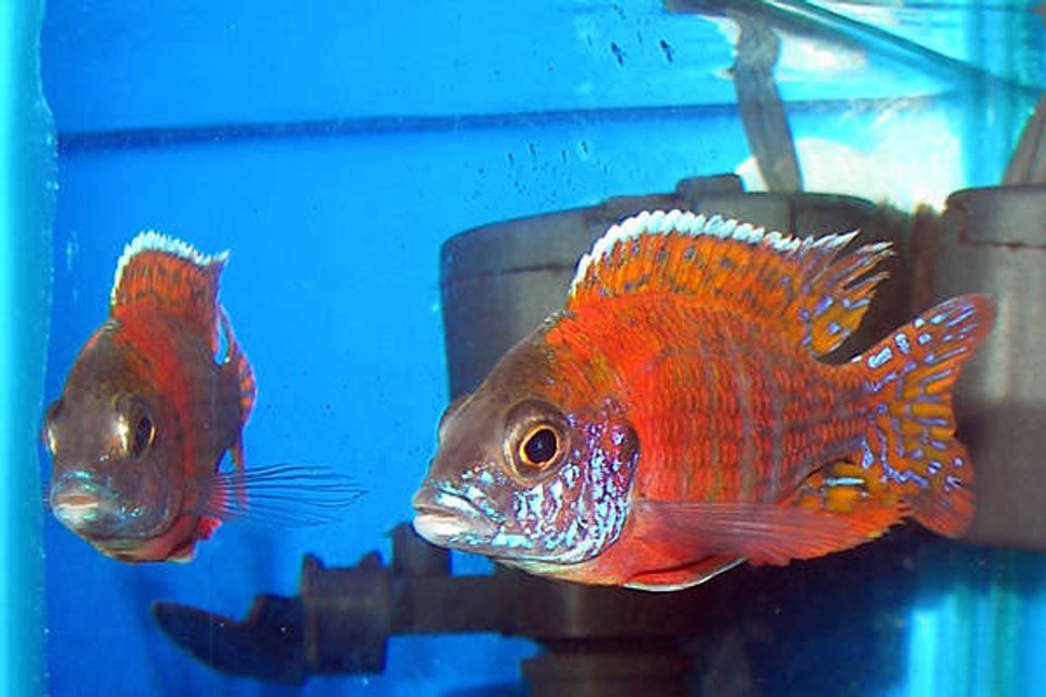 Rated #364: Freshwater Fish - Aulonocara Rubescens - Ruby Red Peacock Stocking In 55 Gallons Tank - Ruby Peacock