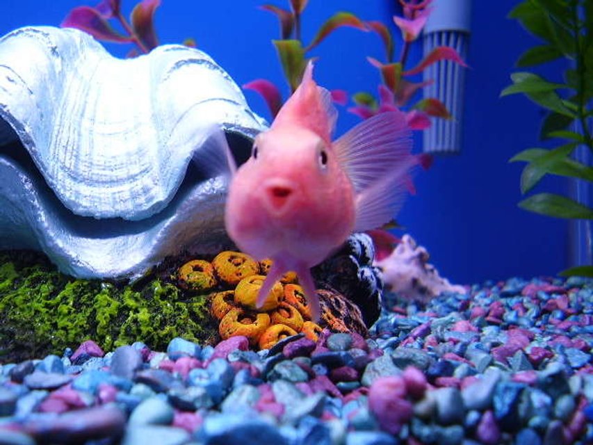 Rated #1726: Freshwater Fish - Heros Severus X Amphilophus Citrinellum - Blood Parrot Stocking In 55 Gallons Tank - blood parrot