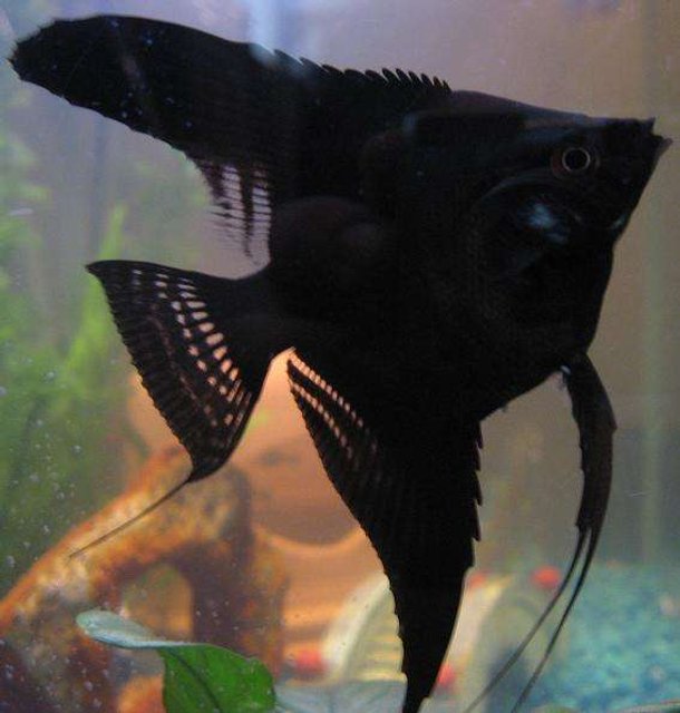 Rated #894: Freshwater Fish - Pterophyllum Sp. - Black Veil Angel Stocking In 20 Gallons Tank - Cookie
My Straight Tail Angelfish

Very inquisitive, so much so I have to be extra careful when arranging inside tank because he/she will approach instead of hide!