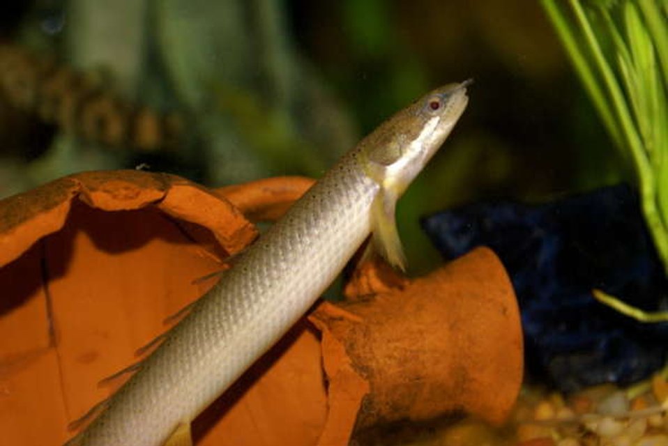 Rated #1234: Freshwater Fish - Polypterus Weeksii - Weeksii Bichir Stocking In 55 Gallons Tank - senegal bichir