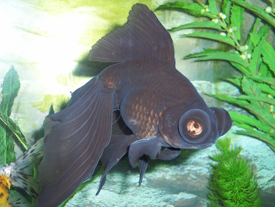sarajutes freshwater fish photo id 13809 full version black moor goldfish full size
