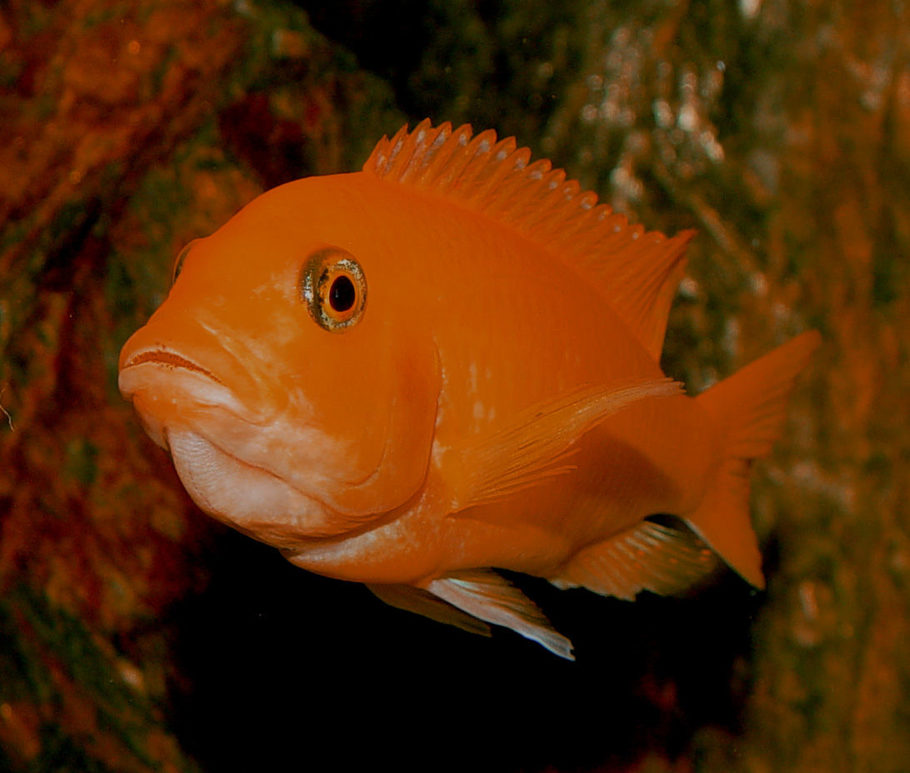 Large aquarium outlet fish