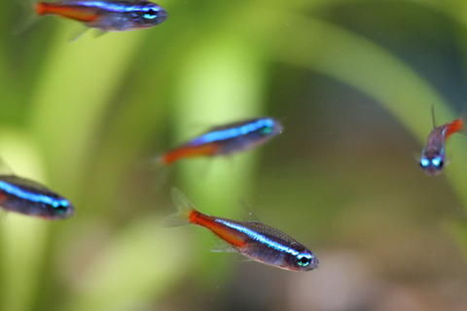 best tetras for 10 gallon tank