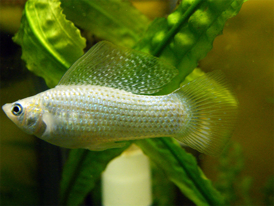 Breeding and Rearing Livebearing Species of Fish