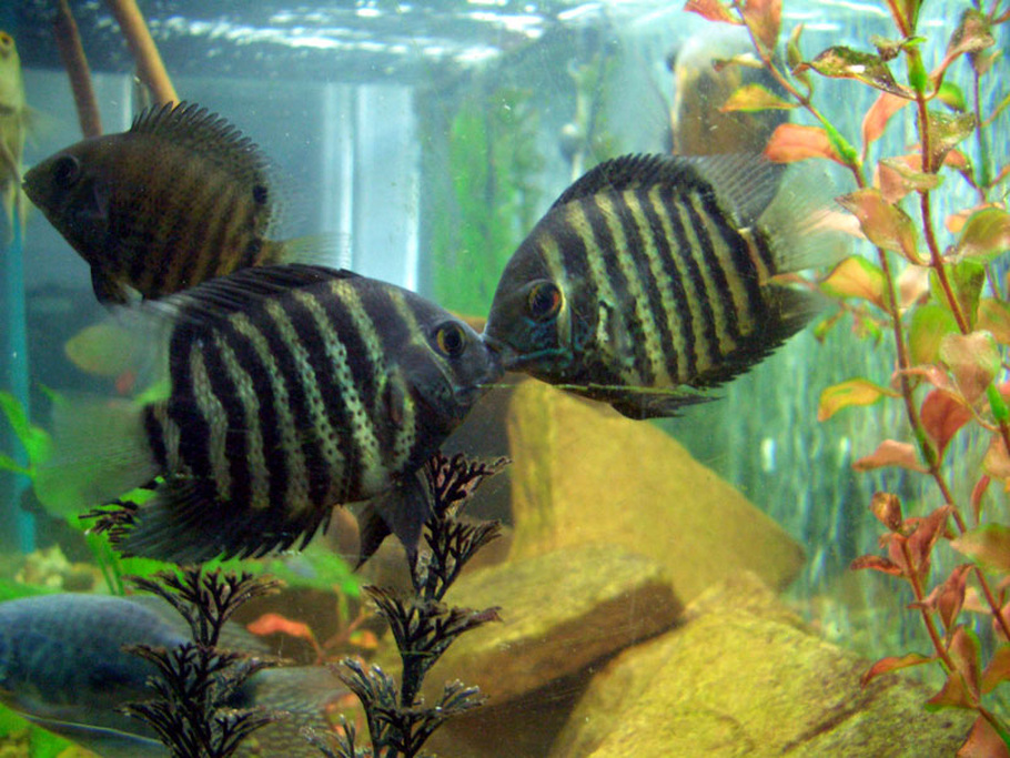 South American Cichlid Species For Beginners   Green Severum 6N2dkx 