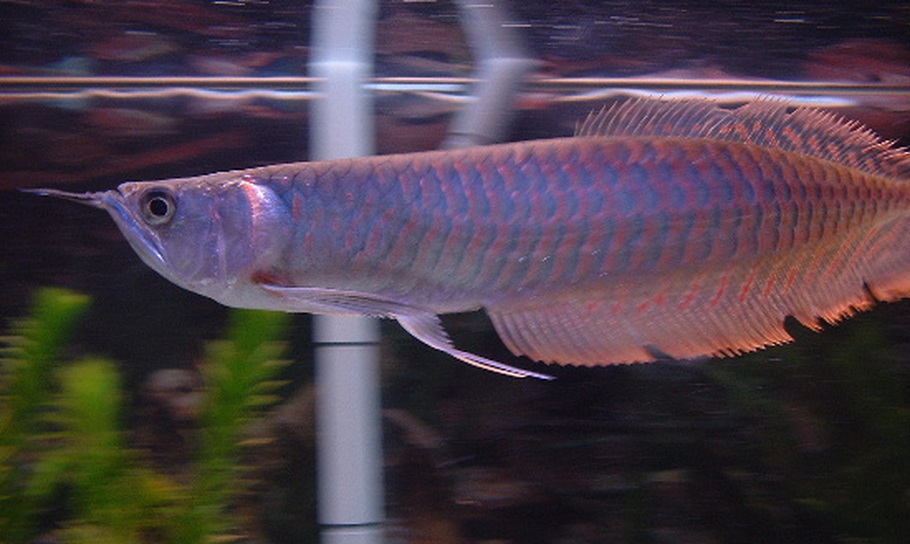 silver arowana with red fins