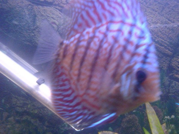freshwater fish - symphysodon spp. - snakeskin discus stocking in 200 gallons tank - 1 of my discus