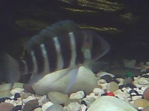 freshwater fish - cyphotilapia frontosa - frontosa cichlid stocking in 60 gallons tank - smile for the camera