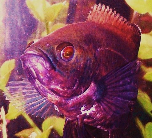 freshwater fish - astronotus ocellatus - red oscar stocking in 90 gallons tank - Red Oscar aka Soul Sister Red  trying to cummunicate telepathicly