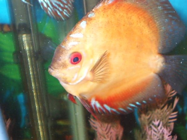 freshwater fish - symphysodon sp. - red marlboro discus stocking in 55 gallons tank - discus