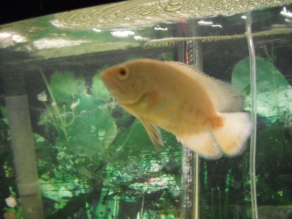 freshwater fish - astronotus ocellatus - albino oscar stocking in 55 gallons tank - Albino Tiger Oscar