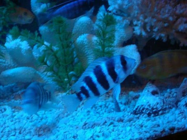 freshwater fish - cyphotilapia frontosa - frontosa cichlid stocking in 125 gallons tank - One of my Frontosa's. He's starting to develop his bump a little bit.