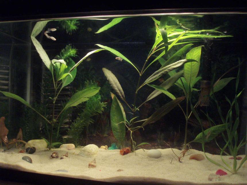 Rated #207: 10 Gallons Planted Tank - Mi pescera de diez galones con plantas acuáticas.