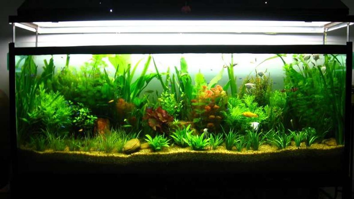 90 gallons planted tank (mostly live plants and fish) - My Planted Beauty........