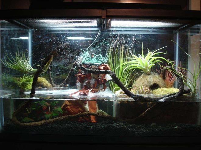 10 gallons freshwater fish tank (mostly fish and non-living decorations) - Hello this is a Frog habitat vivarium it is custom made by myself. This is 10 gallons, about two gallons of water. Those are exotic air plants. That is a standard 10 gallon in tank filter, with red jasper, rose and regular quartz I siliconed on it to make it look more natural. My two gray tree frogs are doing GREAT now I have 8 neon tetras in it and every now and then the frogs try to eat them, sometimes they succeed.
