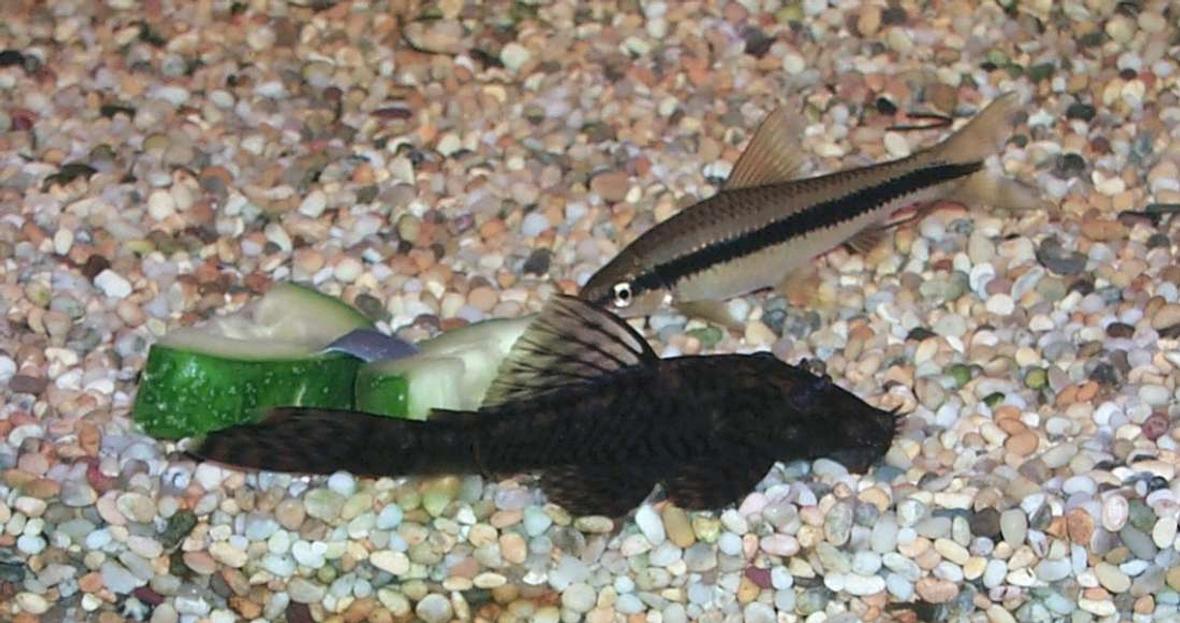 freshwater fish - ancistrus sp. - bushy nose pleco l-144 stocking in 106 gallons tank - Bristlenose plec puts in a rare appearance...cucumber is irresistable. Siamese algae eater sniffs around.