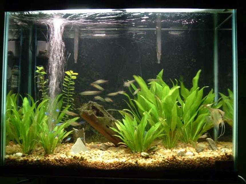 Rated #137: 37 Gallons Planted Tank - My 37 gal planted. Amazon Swords.
Natural.