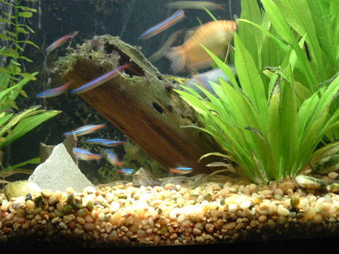 fish tank picture - my school of 15 neon tetras in my 37G T