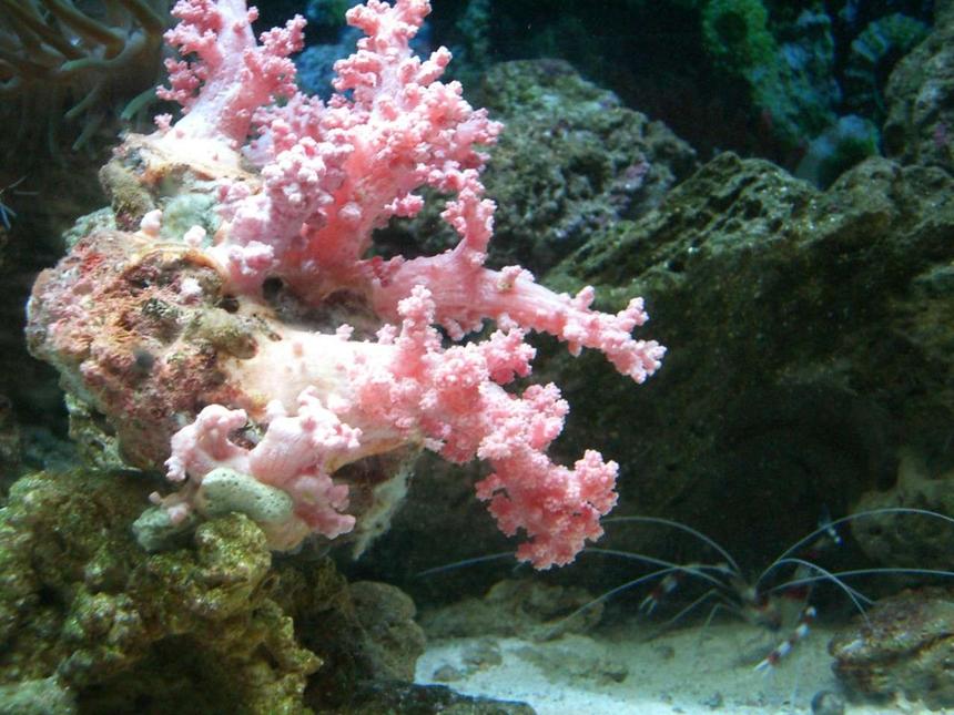 Rated #59: Corals Inverts - Dendronephthya Sp. - Carnation Tree Coral Stocking In 150 Gallons Tank - ..