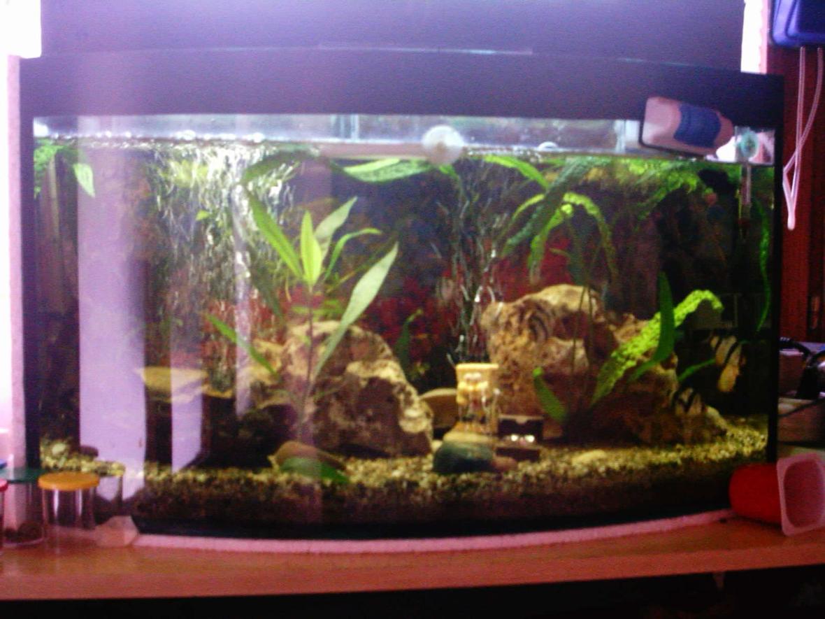 20 gallons freshwater fish tank (mostly fish and non-living decorations) - new tank
