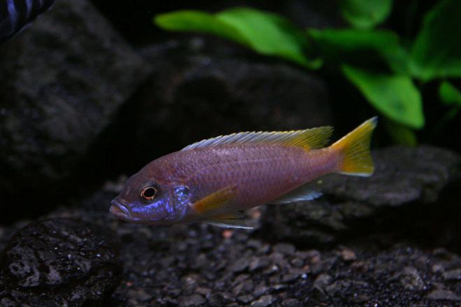freshwater fish - pseudotropheus acei - acei cichlid stocking in 58 gallons tank - One of my purple Pseudotropheus sp. "Acei"