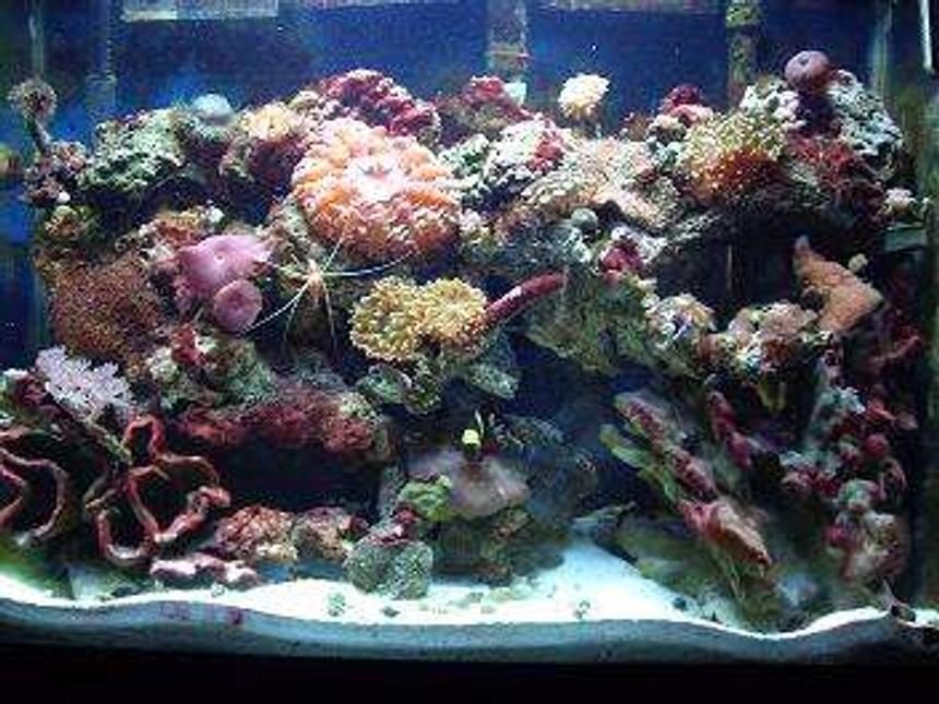 Rated #60: 37 Gallons Reef Tank - 37 gallon up for allmost 4 years now