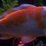 fish tank picture - my 8 1/2 inch KOI FISH